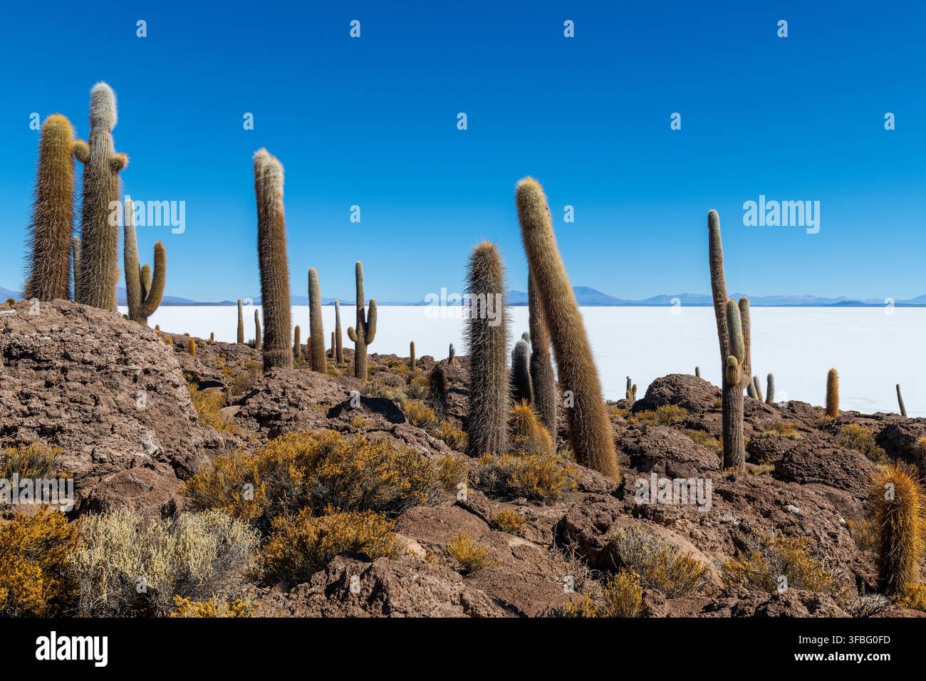 Île Incahuasi avec des cactus géants d'Atacama, salar d'Uyuni, Bolivie. Banque D'Images