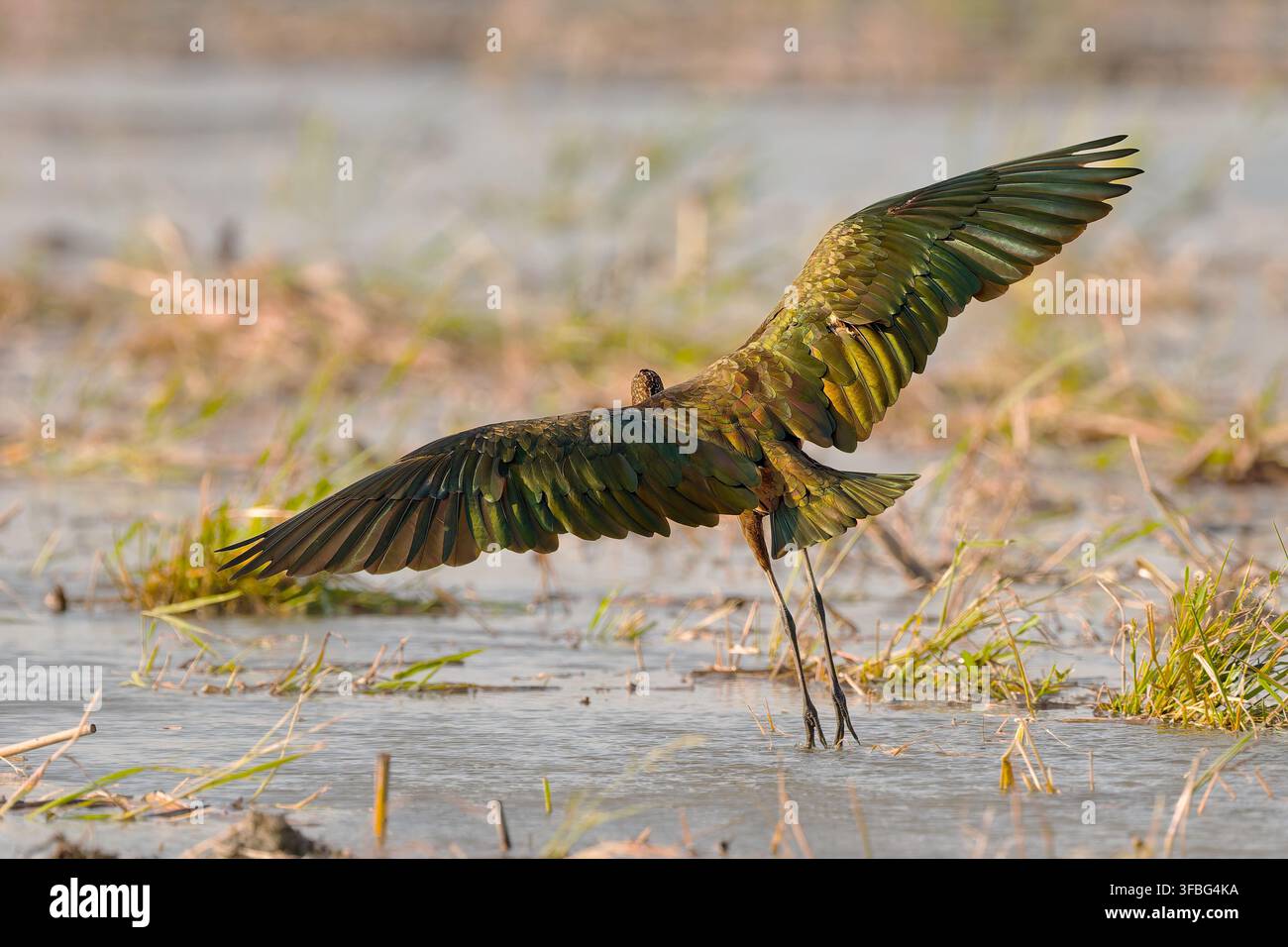 Ibis brillant s'envolant d'une zone humide peu profonde avec les ailes déployées, vue de dos Banque D'Images