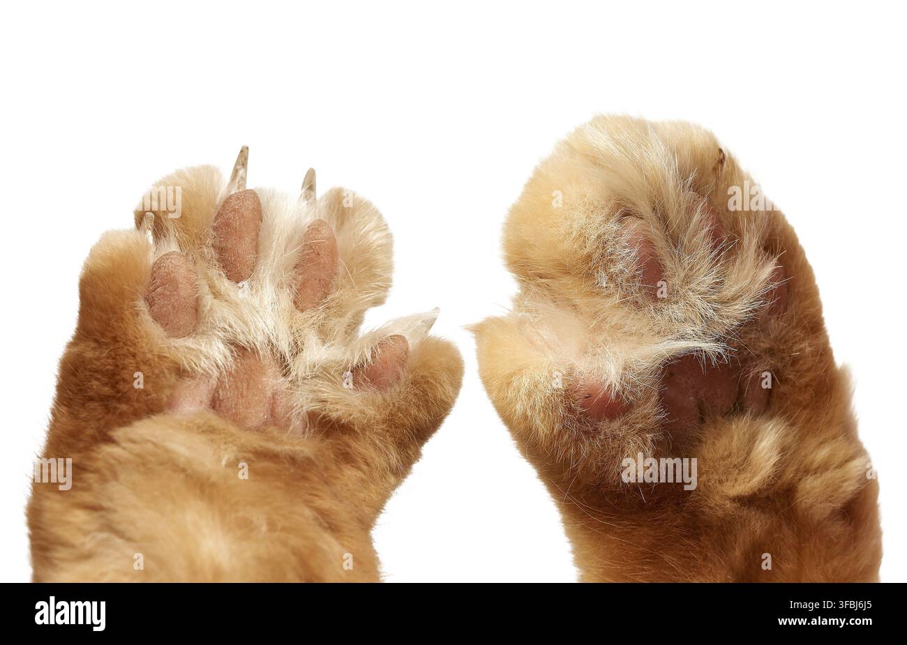 Un gros plan de deux pattes de chat roux, les coussinets relevés. Les coussinets roses et les griffes acérées et déployées d'une patte sont visibles. Fond isolé Banque D'Images