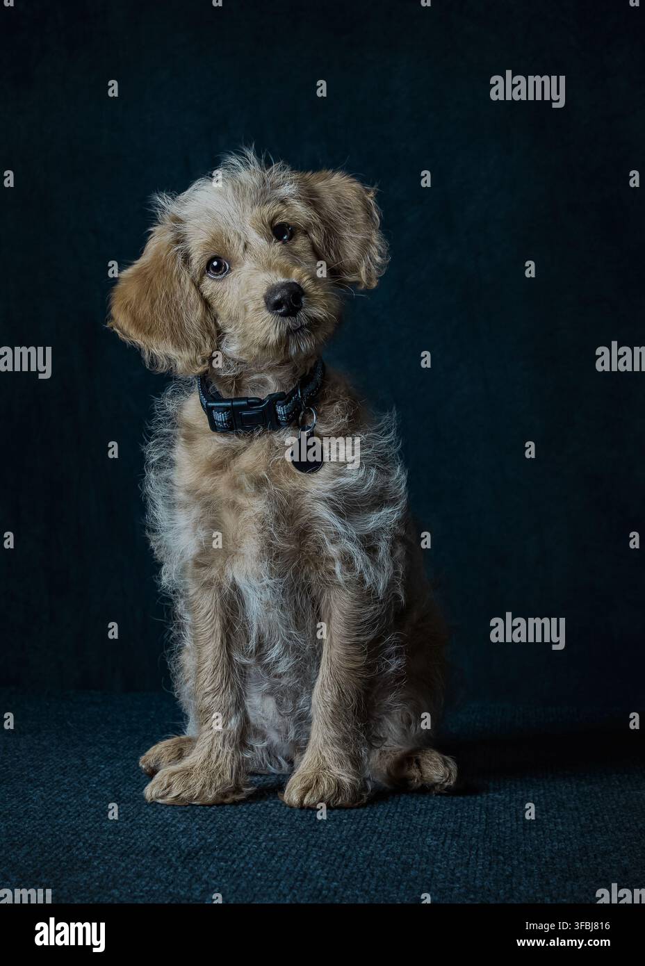 Chiot Labradoodle, portant le collier assis dans le studio Banque D'Images