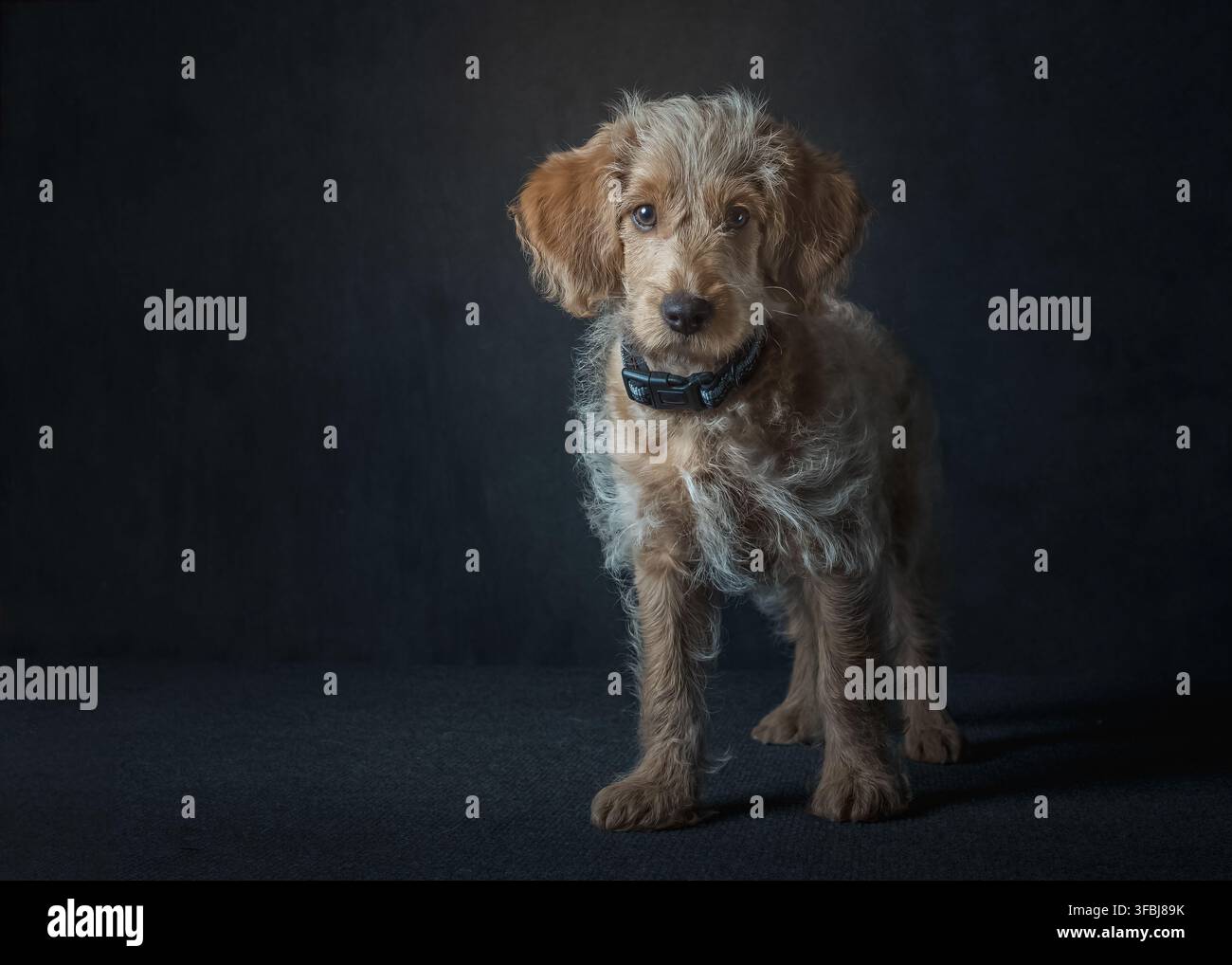 Labradoodle chiot portant un collier, sur fond gris Banque D'Images