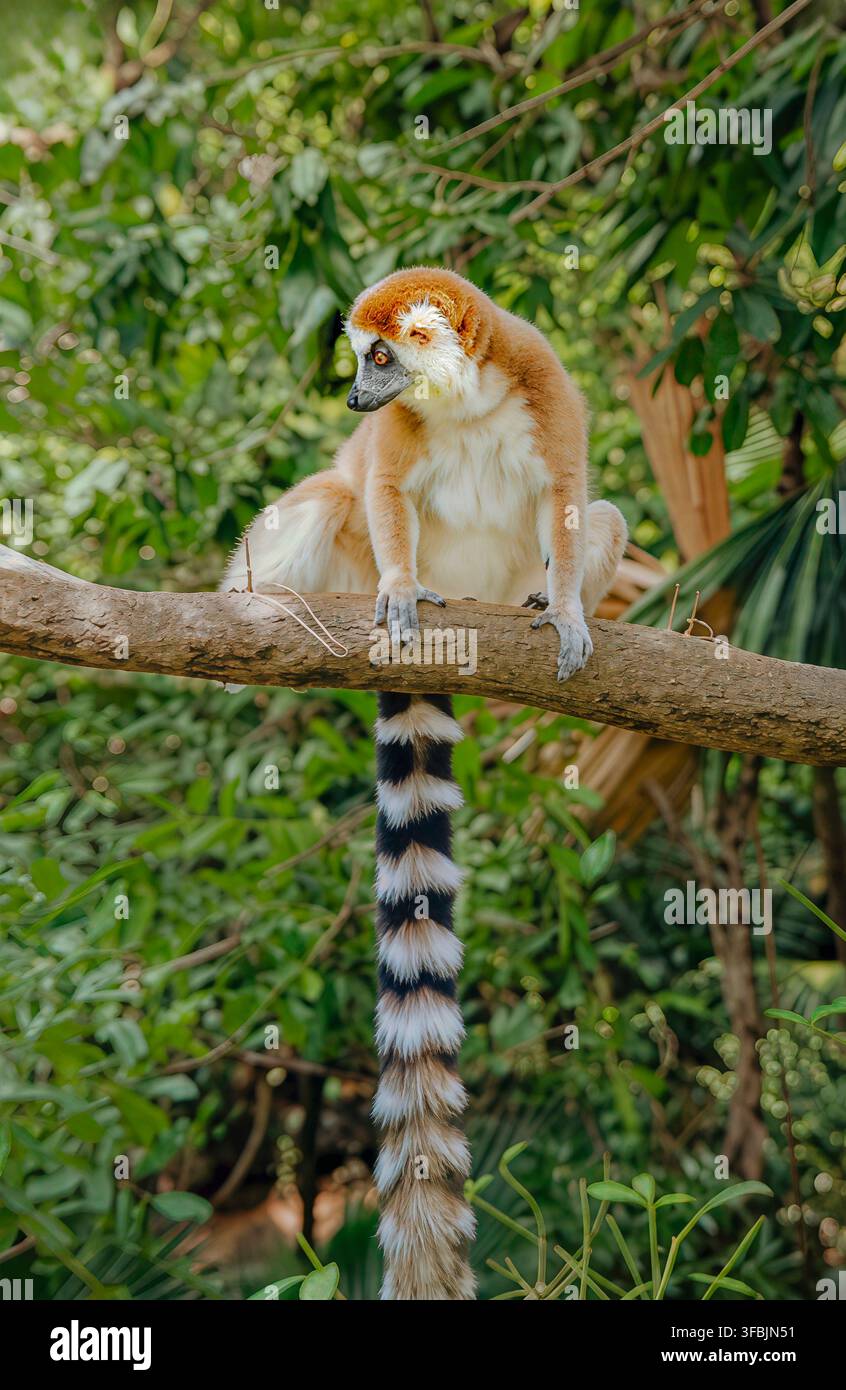Sifaka à couronne dorée perché sur une branche d'arbre dans une végétation tropicale luxuriante, mettant en valeur sa couronne dorée distinctive Banque D'Images