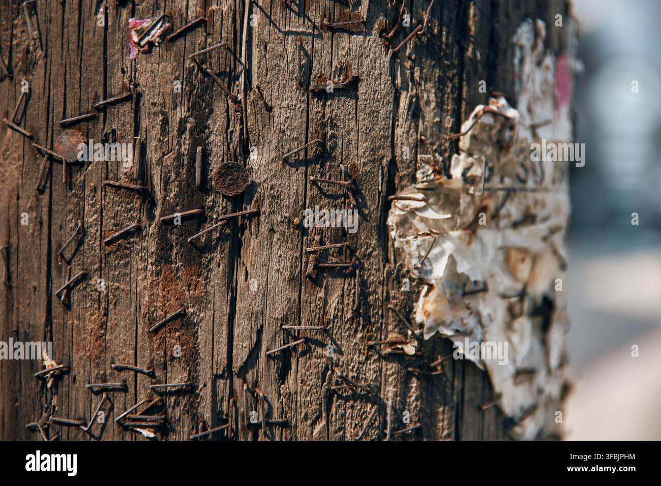 Vue rapprochée d'un poteau électrique en bois vieilli présentant des fissures profondes, une texture de grain rugueuse et de nombreuses pointes rouillées, punaises et vestiges de Banque D'Images