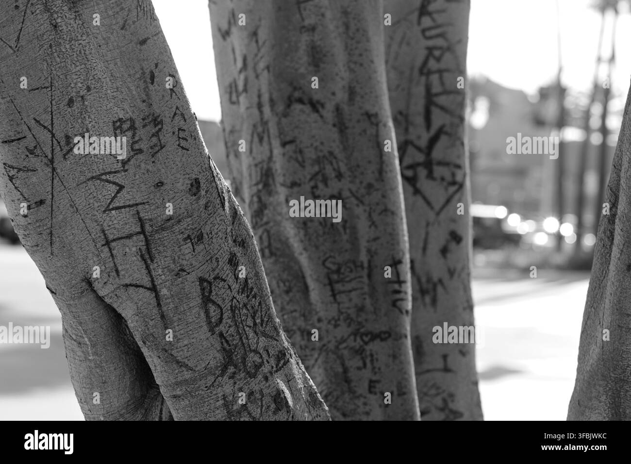 Des graffitis et des marques gravées recouvrent les troncs d'arbres près d'une rue de Long Beach. Banque D'Images