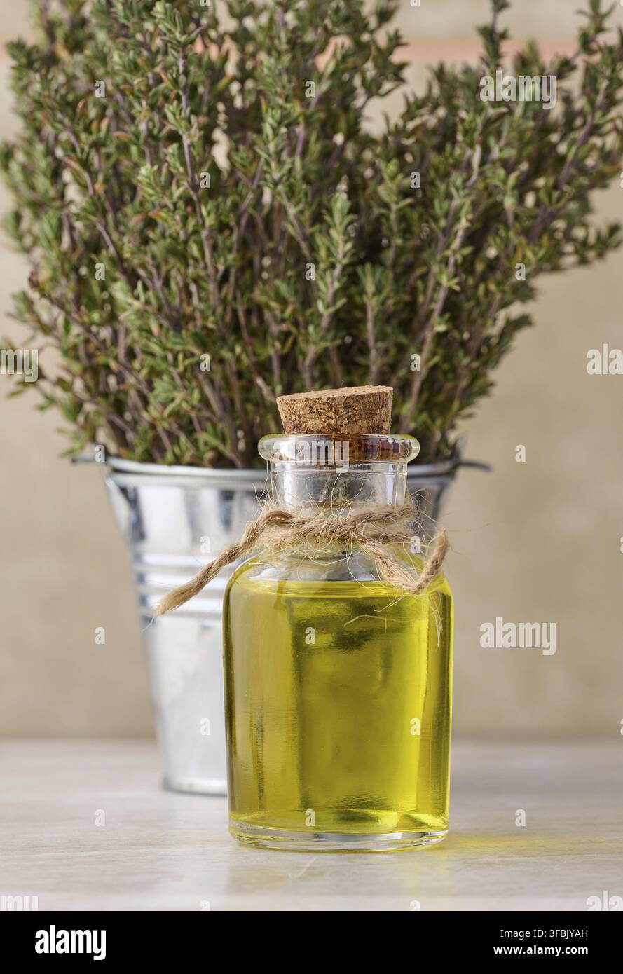 Une bouteille en verre transparent avec de l'huile et des branches de thym frais dans un seau miniature sur une table en bois, huile de procédure cosmétique Banque D'Images