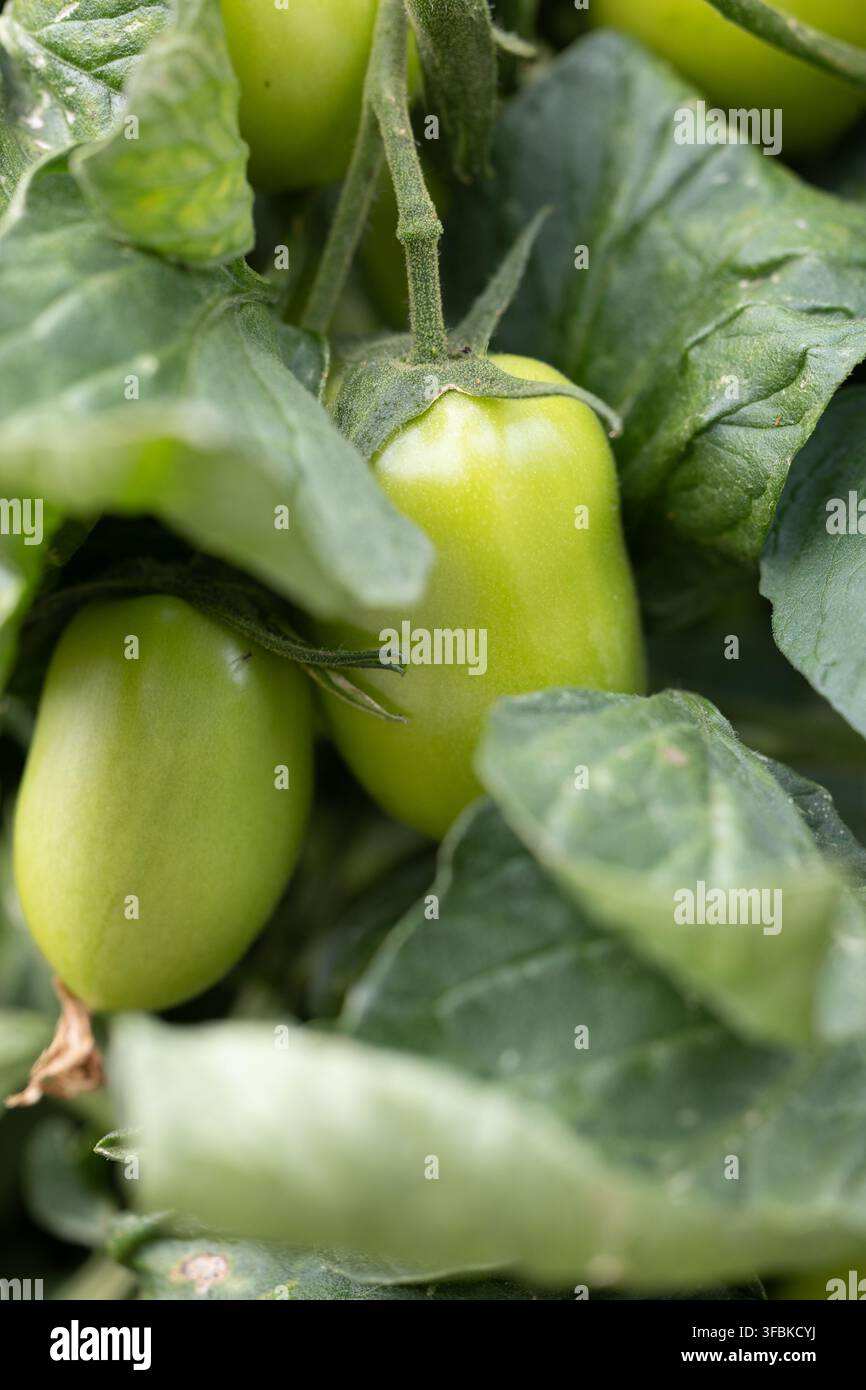 Tomates Roma vertes immatures poussant sur la vigne Banque D'Images