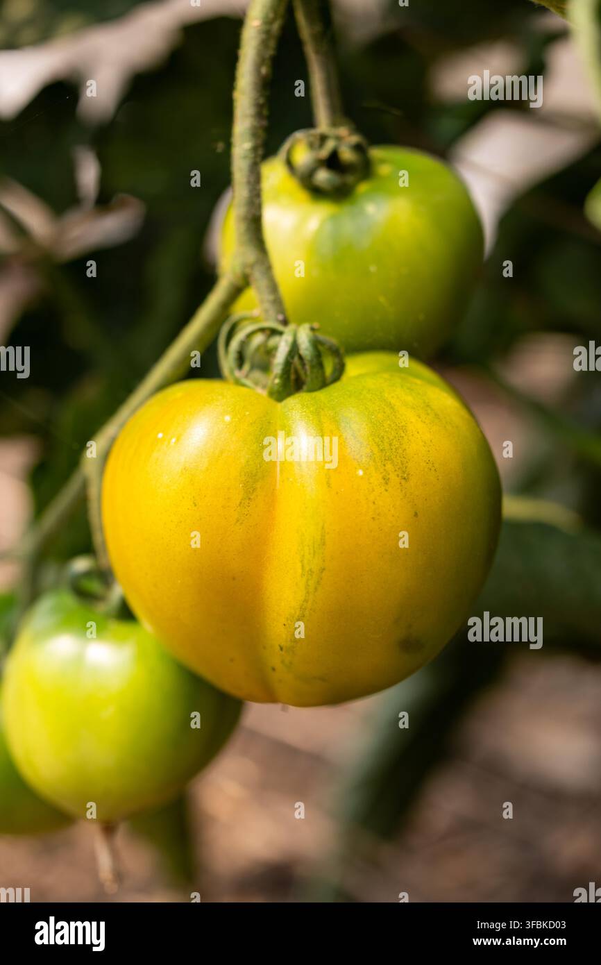 Tomates jaunes et vertes mûrissant sur la vigne Banque D'Images