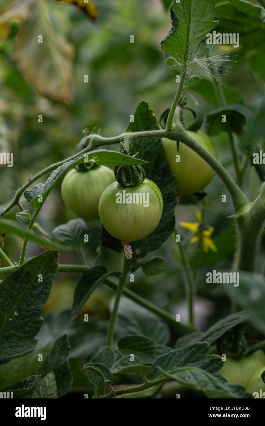Tomates vertes non mûres poussant sur la vigne Banque D'Images