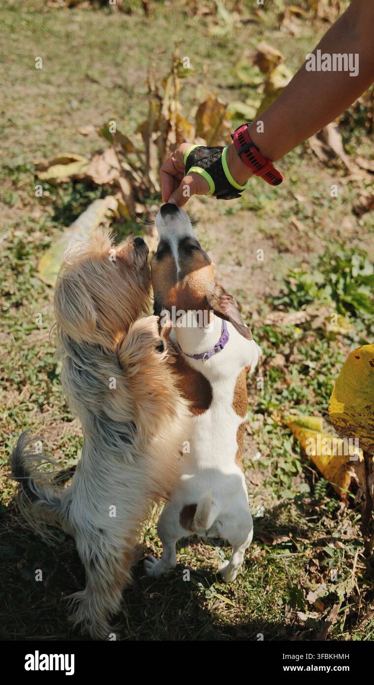 Yorkshire Terrier et Jack Russell Terrier cherchant des friandises lors d'une promenade en montagne en plein air. Un moment ludique de dressage de l'animal montrant la positivité Banque D'Images
