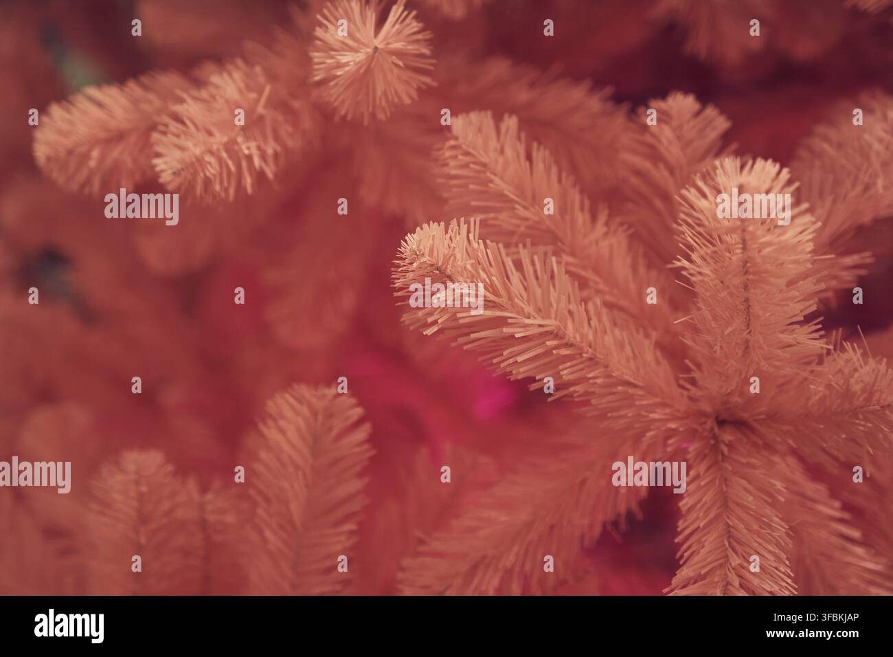 Vue latérale d'un sapin de Noël rose, fond avec espace de copie. Branches d'arbre avec mise au point sélective, bokeh. Concept de fond texturé, carte de vœux Banque D'Images