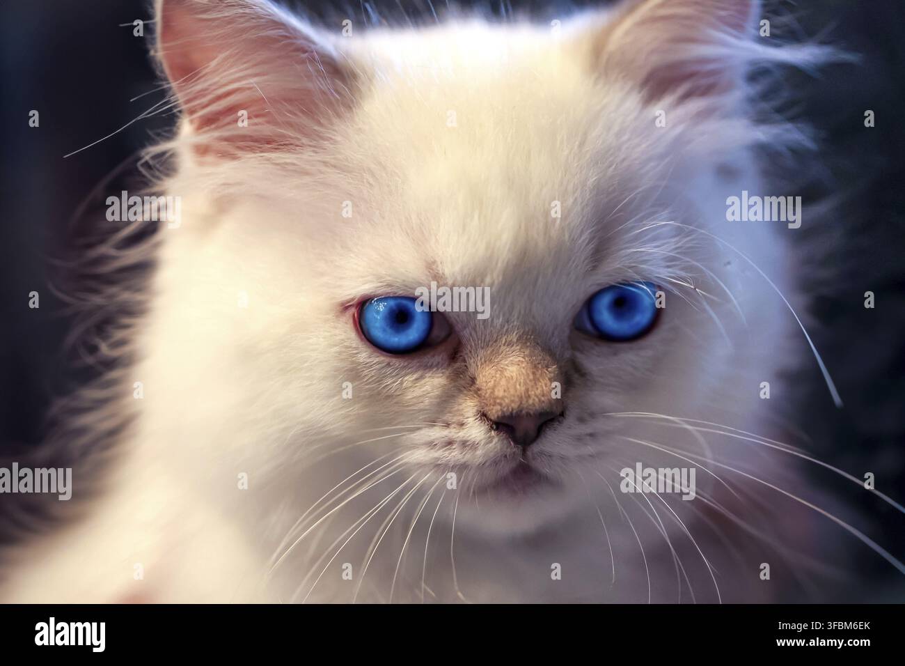 Un chat blanc comme neige aux yeux bleu vif Banque D'Images