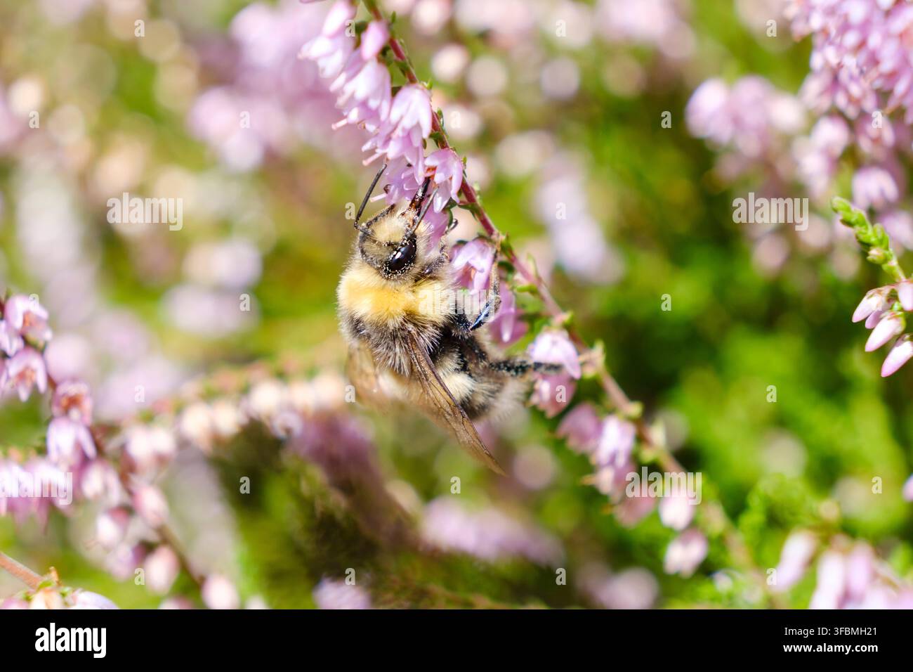Photographie macro d'une bourdonne cherchant de la nourriture parmi des fleurs de bruyère roses denses dans un habitat naturel estival, avec un flou d'arrière-plan floral doux entourant l'insecte. Banque D'Images