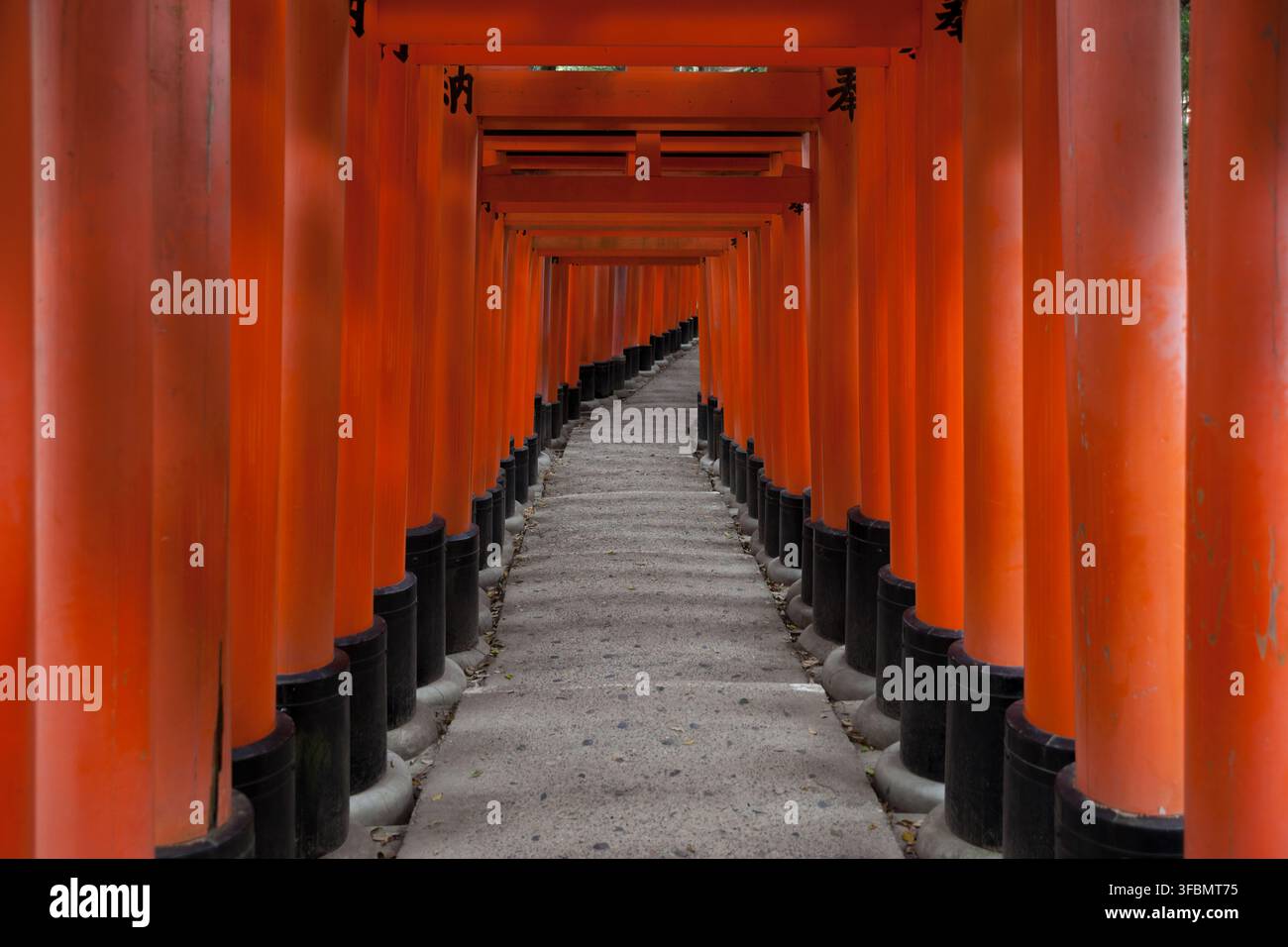 Vue du sanctuaire Fushimi Inari avec ses portes torii vermillon emblématiques bordant le chemin de pierre au Japon. Banque D'Images
