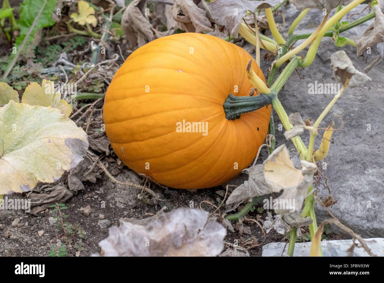 Citrouille orange mûre reposant parmi des vignes et des feuilles séchées dans un potager biologique, évoquant la récolte automnale, la cuisine saisonnière et la fête de Thanksgiving Banque D'Images