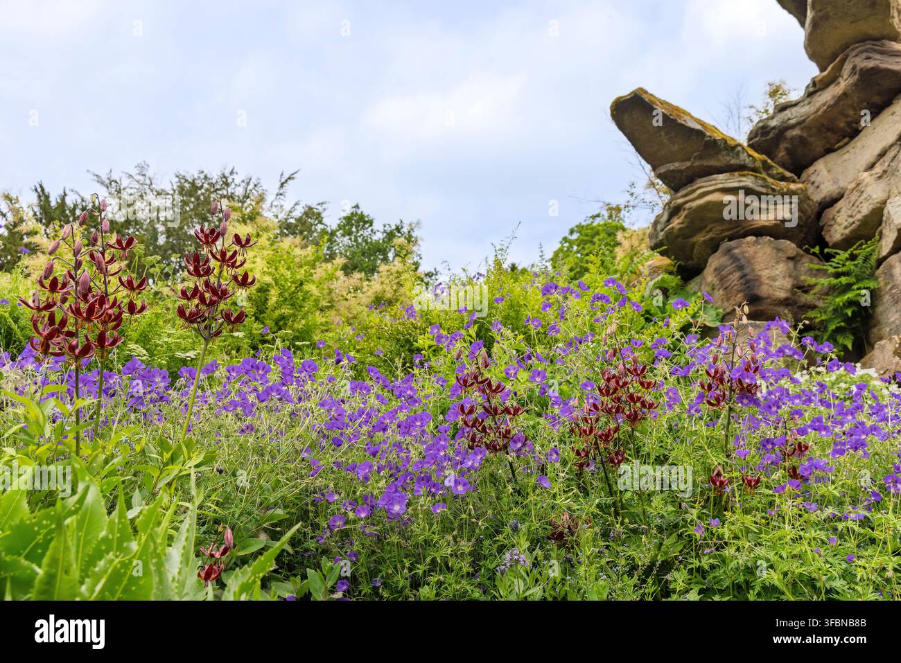 Lys à turban violet, également Lilium Martagon et plantes de géranium bleu dans une bordure de vivaces. Banque D'Images