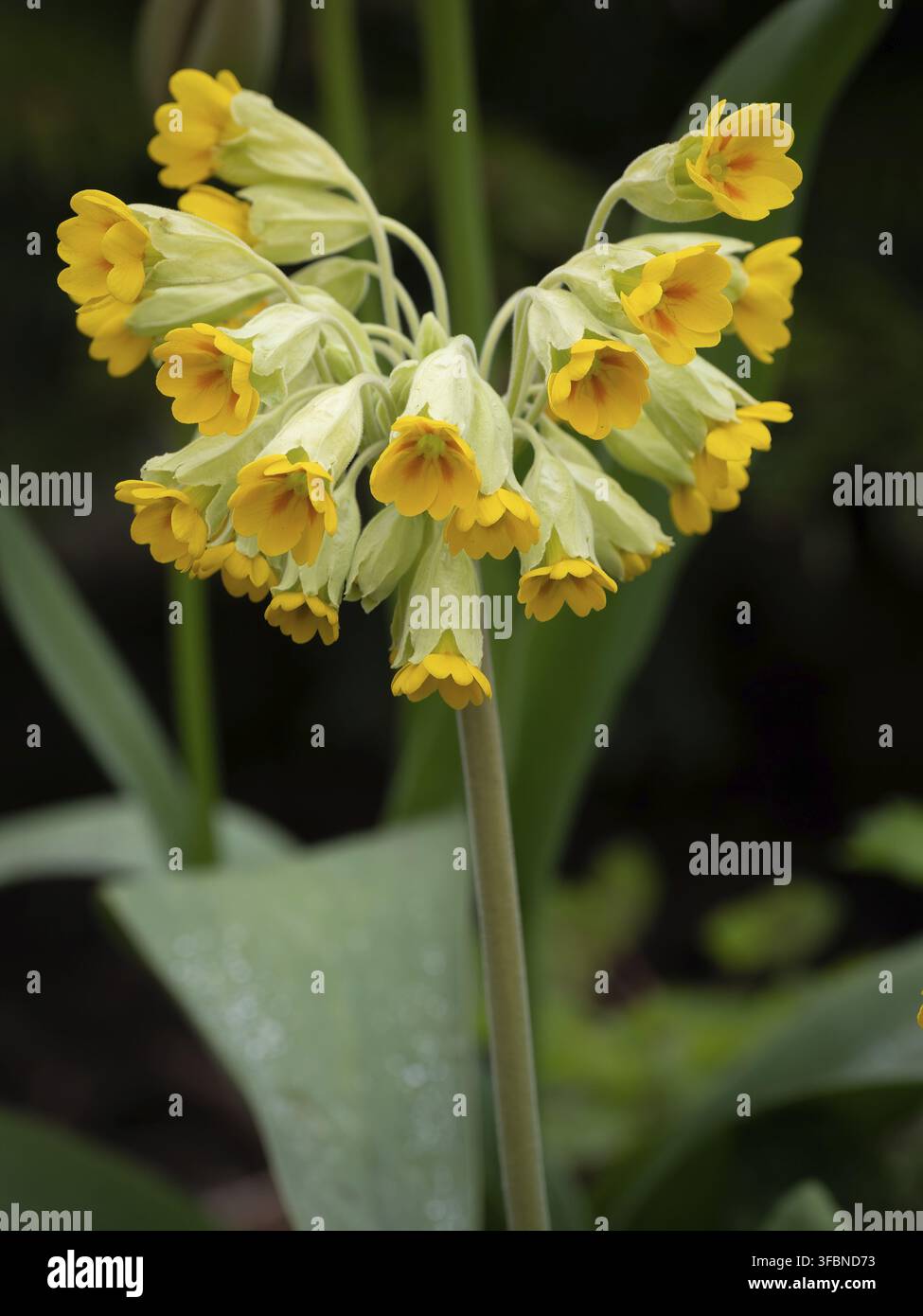 Fleurs Cowslip qui fleurissent Banque D'Images