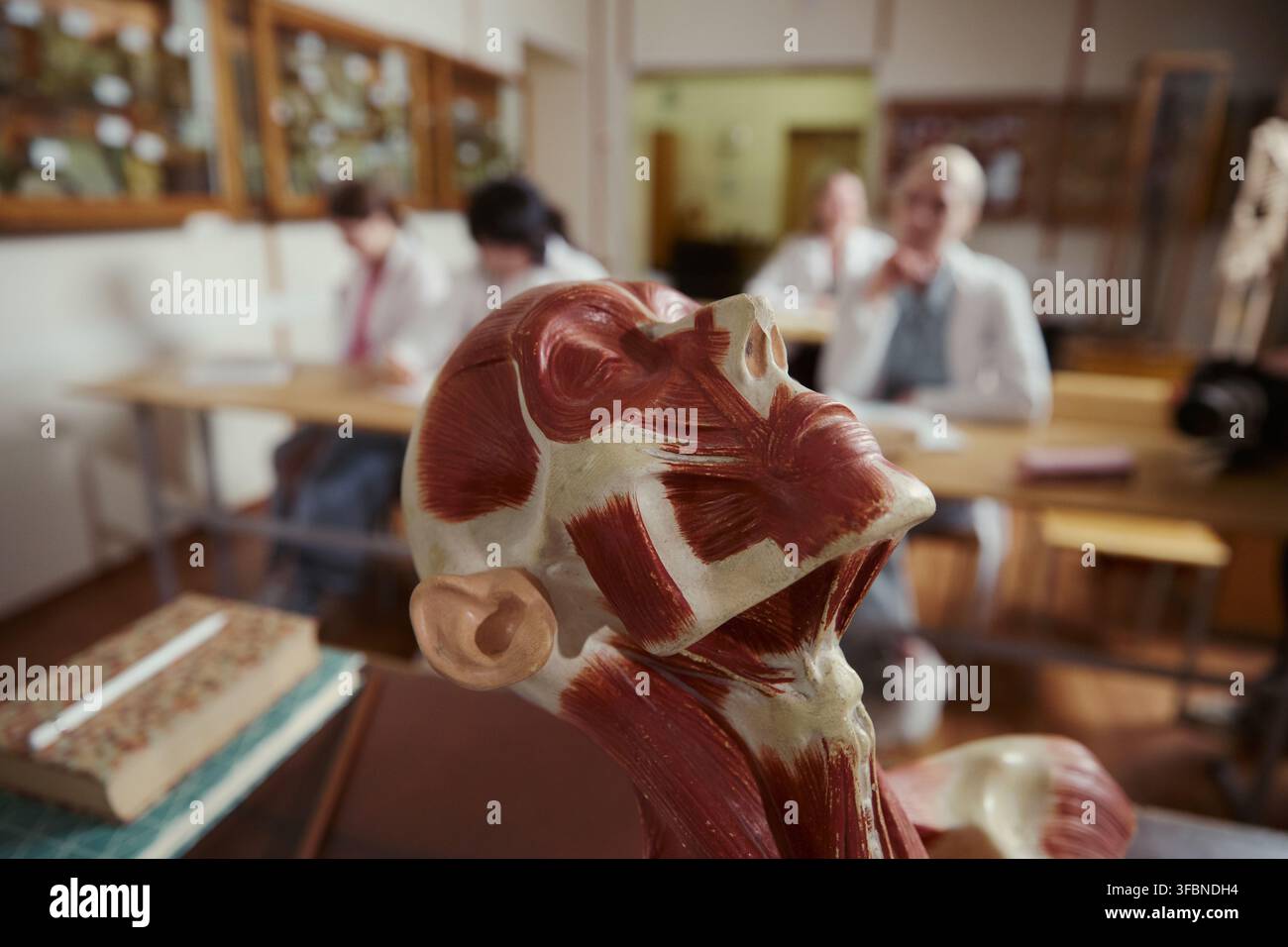 Modèle anatomique des muscles de la tête humaine dans une salle de classe avec des étudiants en médecine étudiant en arrière-plan. Image adaptée à l'enseignement médical et aux supports marketing universitaire Banque D'Images
