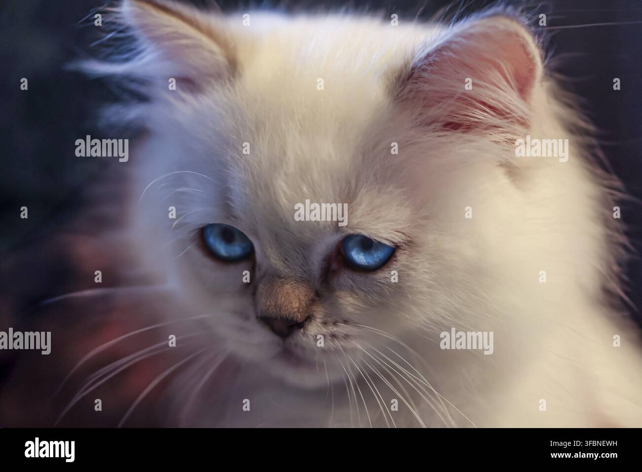 Un bébé chat blanc aux yeux bleus Banque D'Images