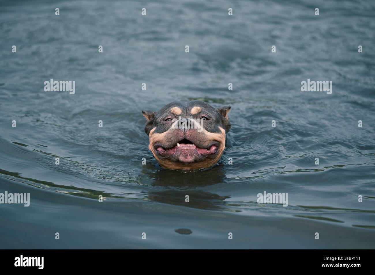 Photographie professionnelle de stock de haute qualité capturant un animal canin tricolore mouillé flottant dans des ondulations d'eau. Style de vie actif pour animaux de compagnie, sécurité de la natation, un Banque D'Images