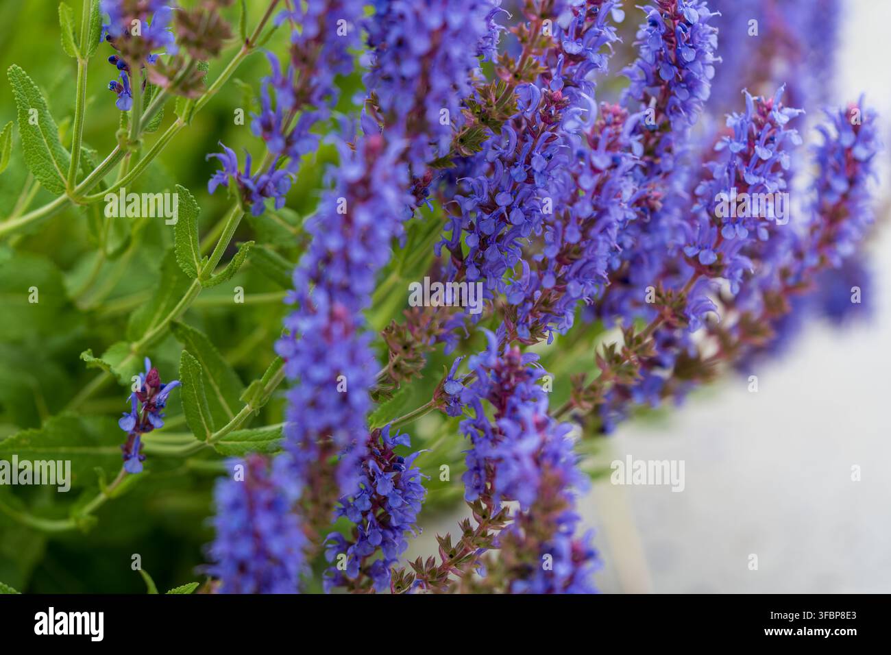 Un gros plan de sauge des bois en fleurs (Salvia nemorosa) avec des épis de fleurs bleu-violet vifs dans un jardin d'été. Banque D'Images