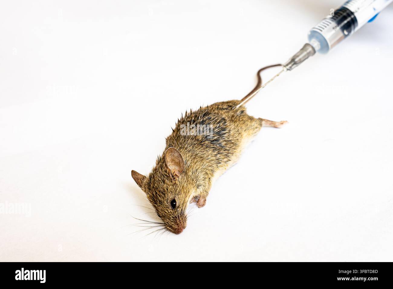 Image sur fond blanc d'une souris qui a souffert de la très célèbre et très répandue maladie Hantavirus dans le monde. Cette maladie est Banque D'Images
