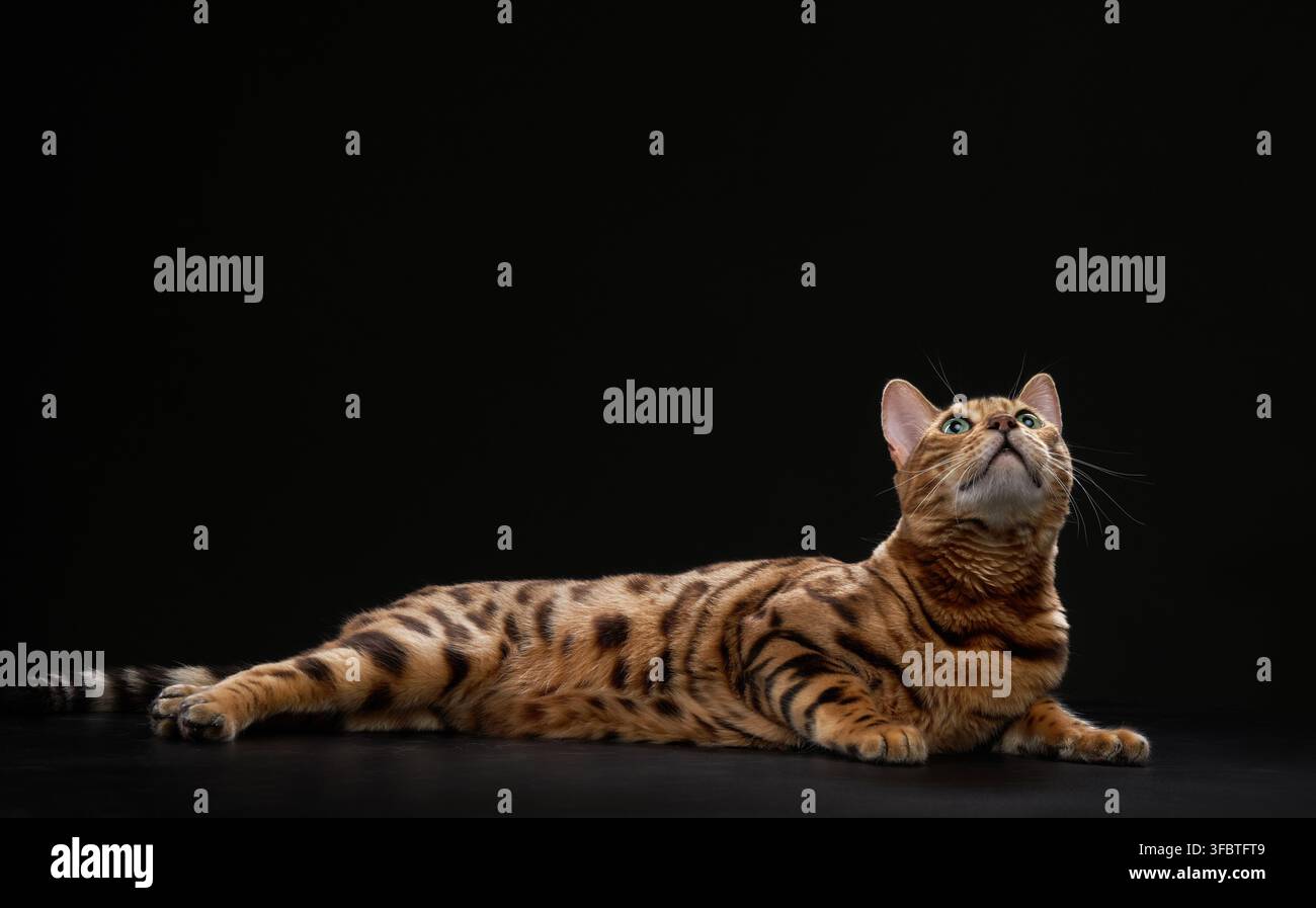 Un chat Bengal repose confortablement avec la tête inclinée vers le haut. Le corps long et la fourrure en rosettes du chat sont visibles sur le fond noir. Banque D'Images
