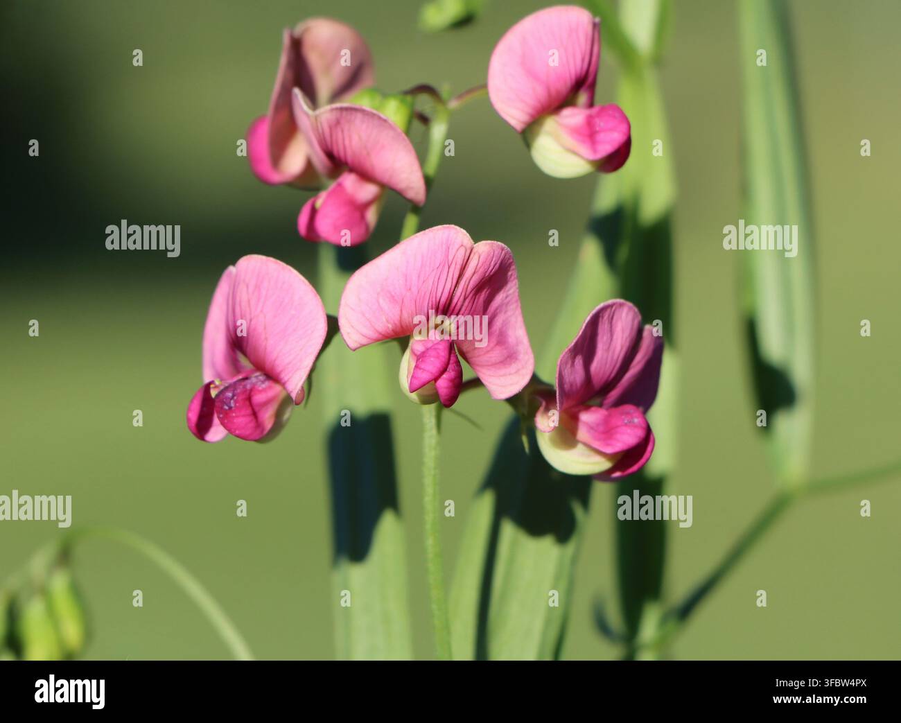 Pois éternel à feuilles étroites (Lathyrus sylvestris) Banque D'Images