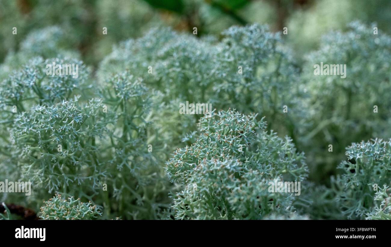 Grossissement de lichens ramifiés vert pâle formant un tapis naturel dense sur le sol de la forêt Banque D'Images