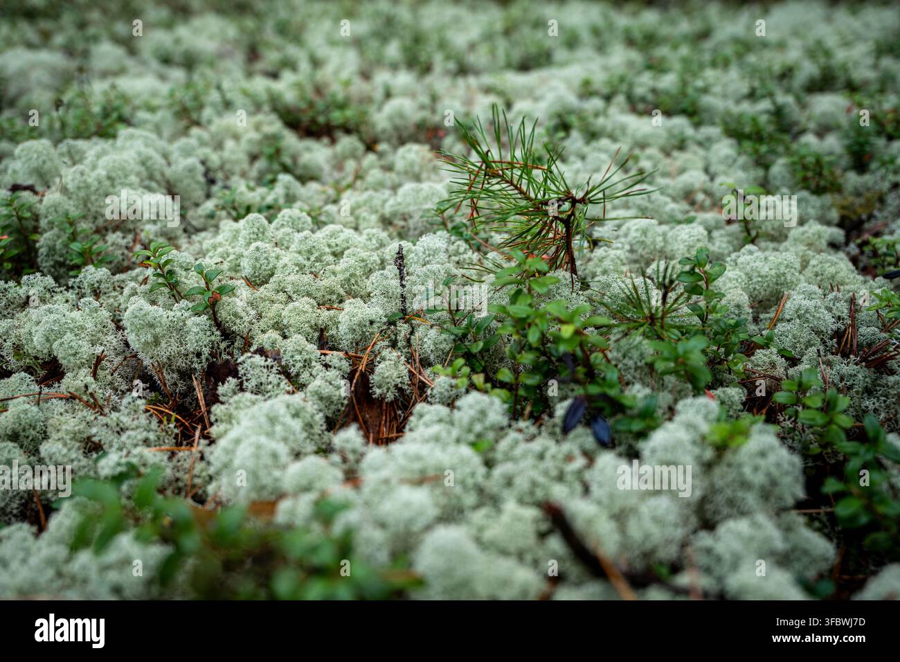 Jeune plant de pin poussant parmi des lichens pâles de renne sur le sol de la forêt Banque D'Images