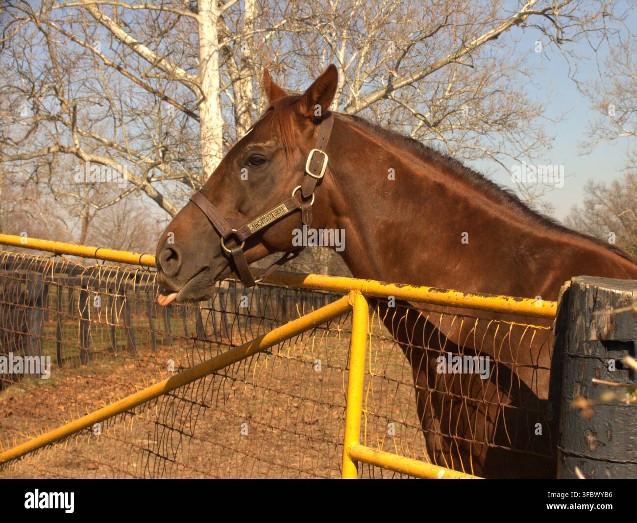 Premier Samurai, à Claiborne Farm, Paris, Kentucky, États-Unis, 2010. Banque D'Images