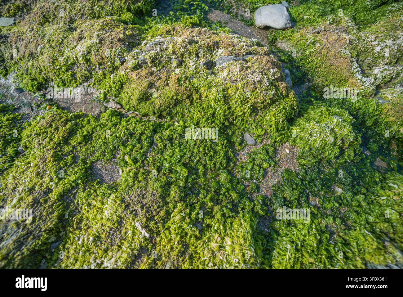 Vue rapprochée de rochers couverts d'algues sur la plage de Hannafore à Cornwall, Royaume-Uni. Les algues vertes luxuriantes s'accrochent au rocher texturé. Banque D'Images