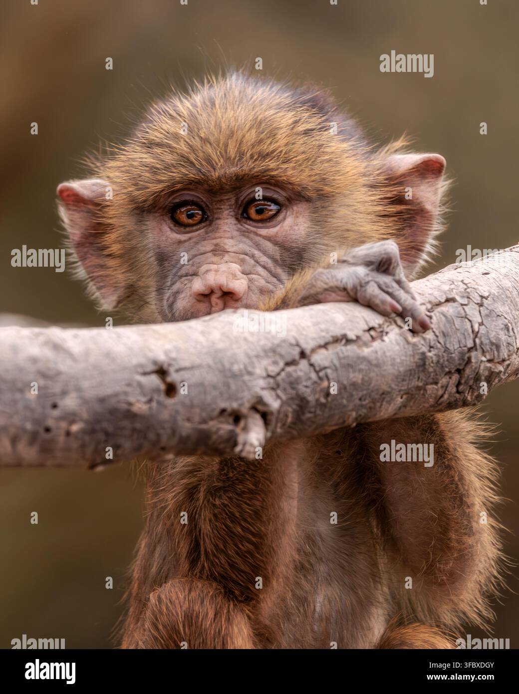 Les babouins sont parmi les plus grands singes du monde. Il existe cinq espèces de babouins – olivier, jaune, chacma, Guinée et sacré. Banque D'Images