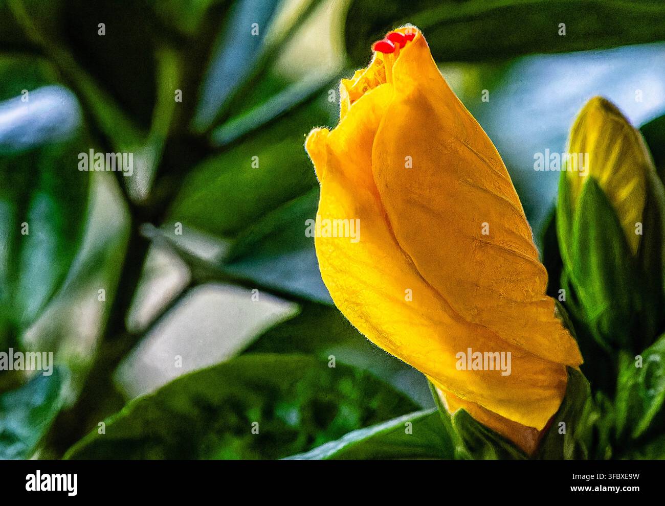 Une inflorescence ou bractée jaune en développement d'une plante aux crevettes dorées (Pachystachys lutea), également communément appelée plante lollipop. Banque D'Images