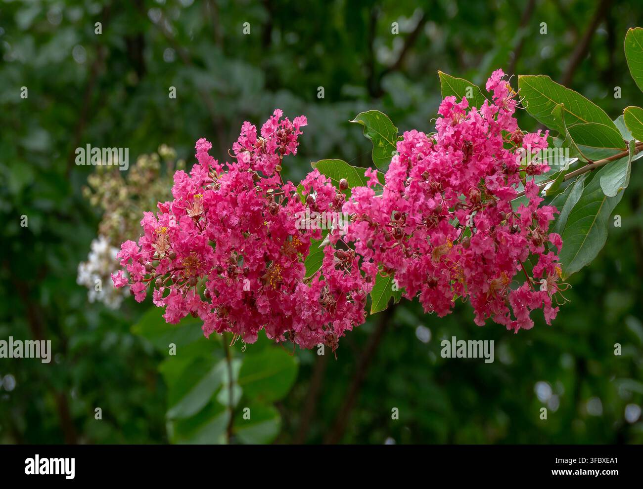 Un amas de fleurs roses éclatantes d'un arbre de Crape-Myrtle (Lagerstroemia), Banque D'Images