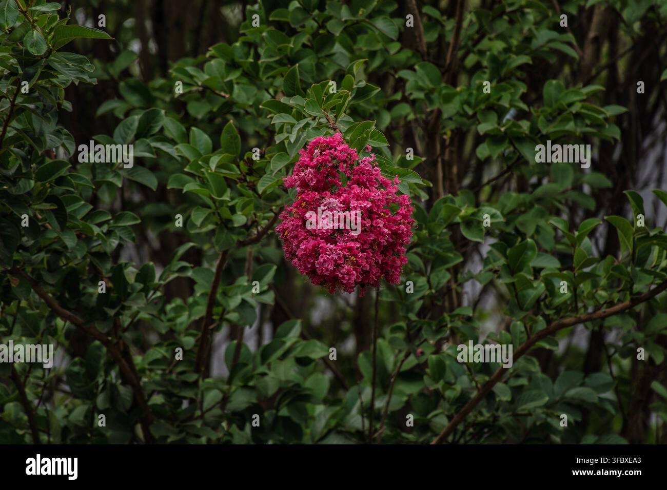 Un amas de fleurs roses éclatantes d'un arbre de Crape-Myrtle (Lagerstroemia), Banque D'Images