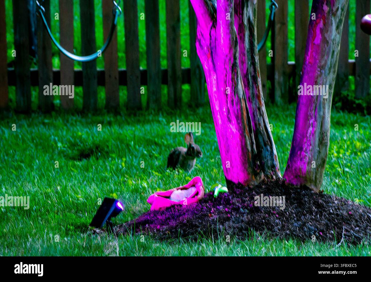 L'image montre un lapin sauvage debout sur l'herbe dans un jardin à côté d'un arbre illuminé par un projecteur rose vif. Banque D'Images