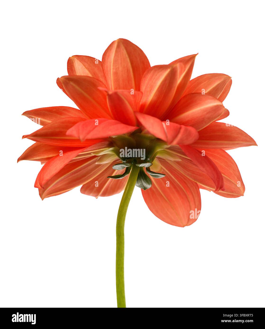 Fleur de Dhalia pinnata isolée sur fond blanc Banque D'Images