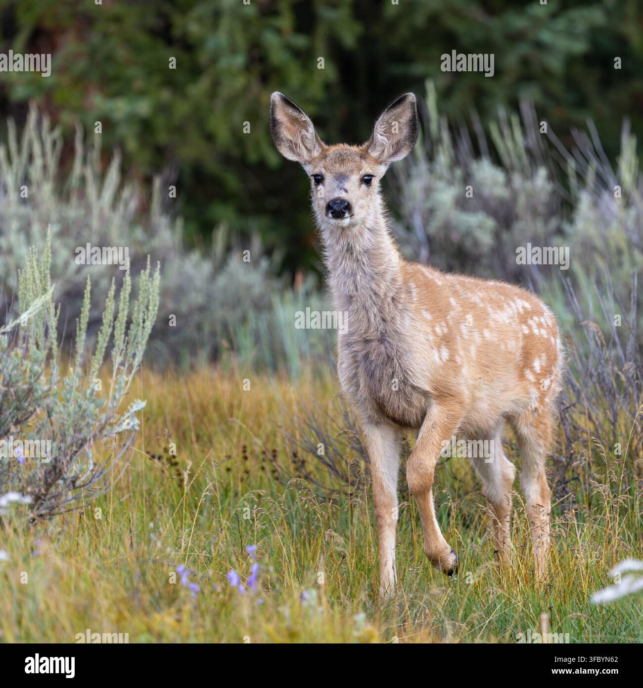 Becquet de mule alerté (Odocoileus hemionus) debout dans une prairie alpine avec la patte levée regardant directement l'appareil photo. Banque D'Images