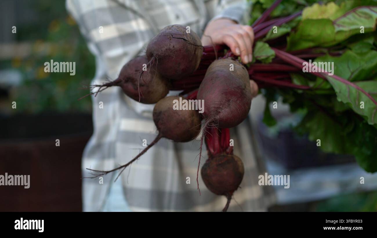 Une femme en chemise à carreaux tient soigneusement un grand bouquet de betteraves rouges fraîchement récoltées avec de longues feuilles vertes et de la terre encore accrochée aux racines dans un Banque D'Images