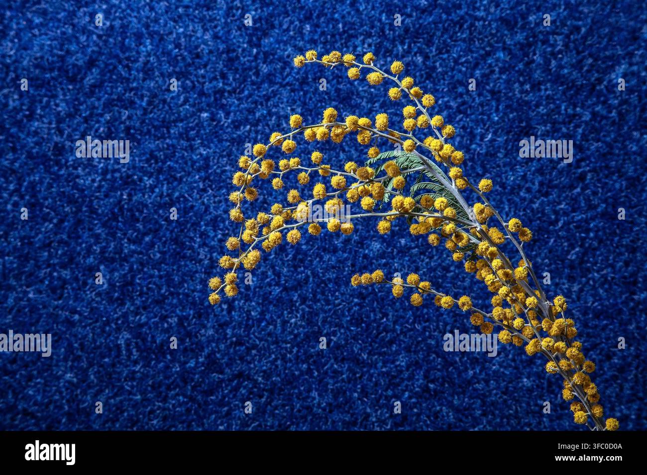 Une fleur de mimosa sèche sur un fond bleu. Banque D'Images