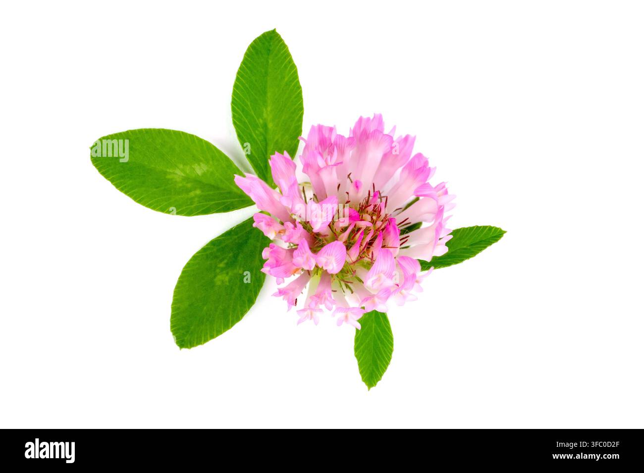 Fleur de trèfle rose sur fond blanc. Gros plan de trèfle. Banque D'Images