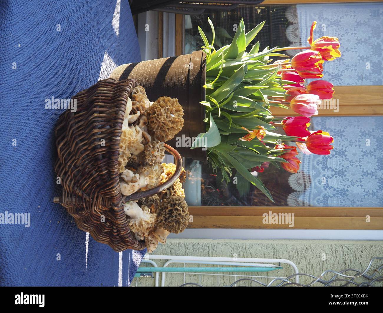 Un panier de morilles comestibles (Morchella esculenta) et un pot de fleurs avec des tulipes en mai Banque D'Images