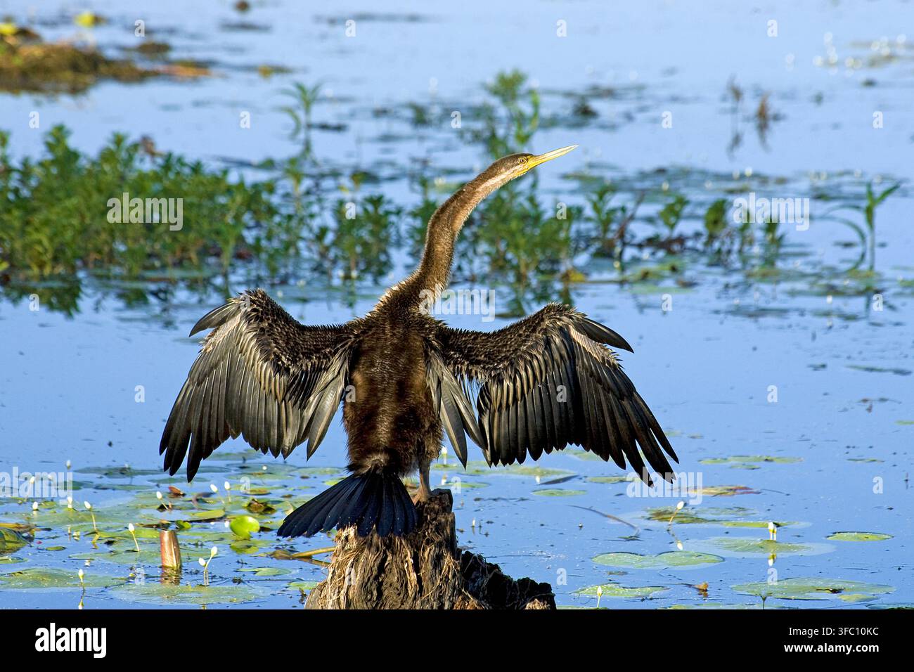 Cormoran (Phalacrocorax carbo), Territoire du Nord, Australie | Grand Cormoran (Phalacrocorax carbo), Territoire du Nord, Australie Banque D'Images