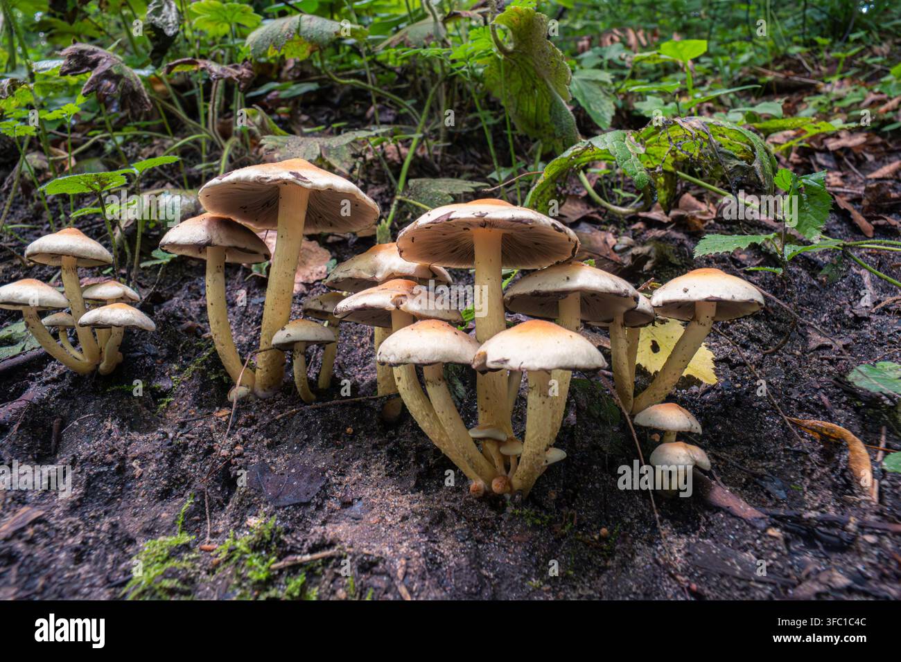 Une prise de vue en contre-plongée capture un groupe de champignons sauvages aux chapeaux brun clair et aux faces inférieures blanches, poussant dans un sol humide et sombre. Le sol de la forêt est couvert Banque D'Images