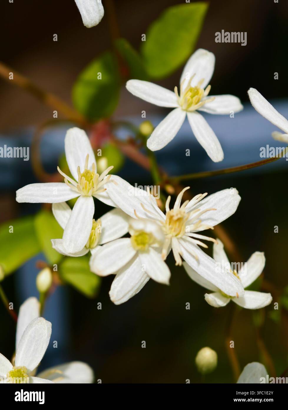 Clematis terniflora (var. mandshurica), une vigne grimpante vivace. De petites fleurs blanches avec des étamines jaune vif sont rassemblées en inflorescences. Souvent Banque D'Images