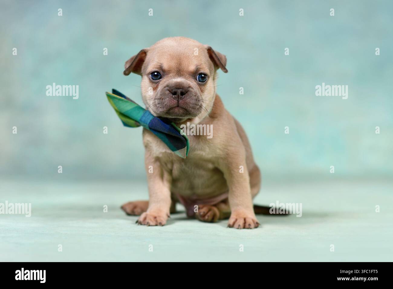 Adorable chiot bouledogue français portant un nœud papillon bleu et vert devant un fond de studio Banque D'Images