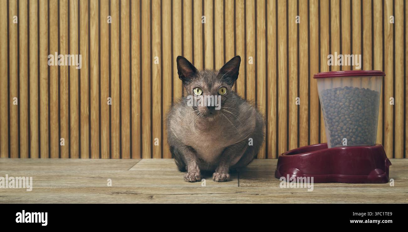 Chat exotique de type loup-garou assis à côté d'un distributeur automatique de nourriture et regardant la caméra avec mécontentement. Image panoramique avec espace libre. Banque D'Images
