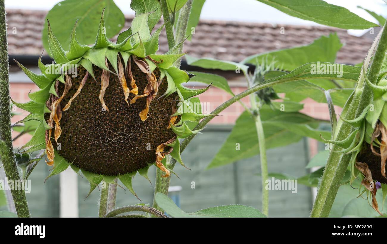 Tournesol après la floraison, se transformant en graine. Banque D'Images