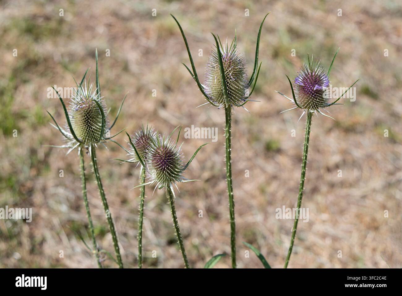 Carde sauvage, Dipsacus // Sureau sauvage, Dipsacus Banque D'Images