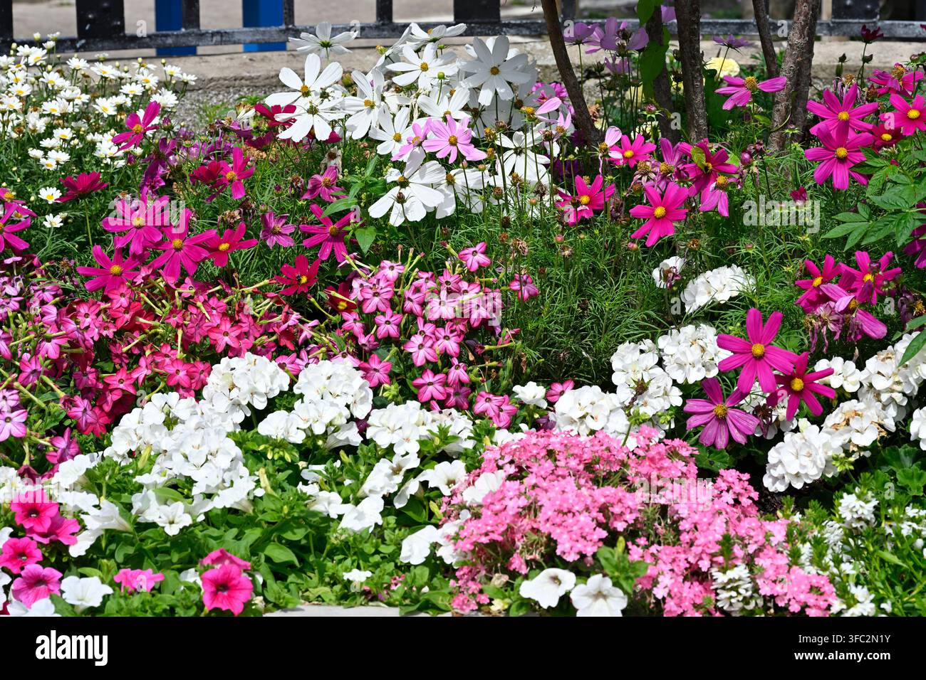 jolie présentation de plantes d'intérieur en rose, blanc et magenta comprenant des cosmos, des pelargoniums, des pétunias et des nicotiana France juillet Banque D'Images